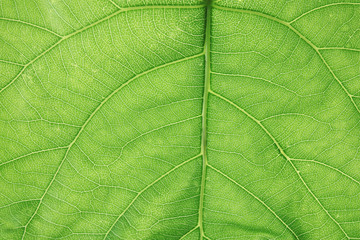 Beautiful fresh green leaf as background, closeup