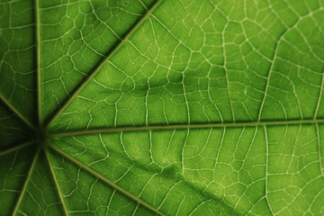 Fototapeta na wymiar Beautiful fresh green leaf as background, closeup