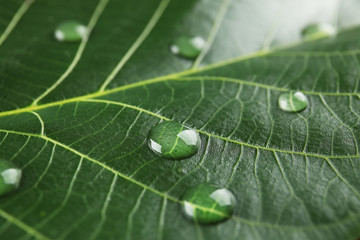 Beautiful green leaf with water drops, closeup