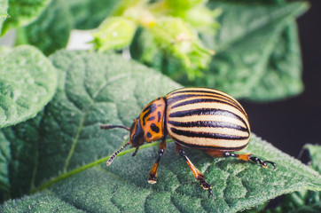 Colorado potato beetle eats potato leaves, close-up