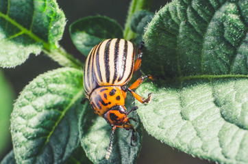 Colorado potato beetle eats potato leaves, close-up