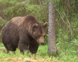 Fototapeta premium Big male Brown Bear (Ursus arctos) walking in deep green finnish forest