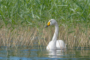 Beautiful white Whooper Swan swimming on the lake