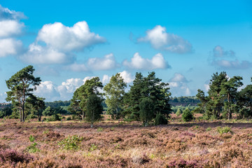 Fototapeta na wymiar Panoramic view on a big heath field with trees growing and forest in the background