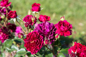 Blooming crimson English roses in the garden on a sunny day, roses for Valentine Day. Rose Tradescant