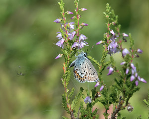 Silver studded Blue butterfly (Plebejus argus) on common heather Calluna vulgaris