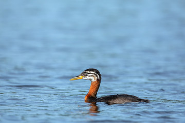 Young Red-necked Grebe (Podiceps grisegena) swimming on a lake