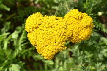 geel duizendblad in bloei in de stadstuin © henkbouwers
