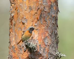 Male Common Redstart (Phoenicurus phoenicurus) sits on a pine branch