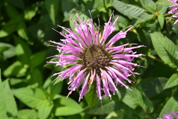Obraz premium monarda in bloei in de stadstuin in de zomer