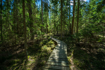wooden footpath boardwalk in the bog swamp area