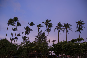 Obraz premium beautiful thai trees