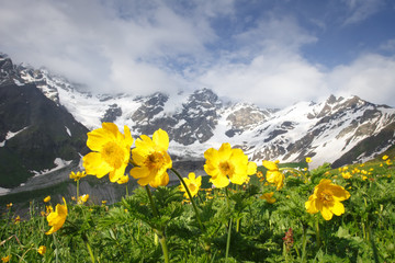 Amazing mountain landscape with yellow flowers on foreground on clear summer day in Svaneti region of Georgia. Snowy peaks of mountains between blue sky with clouds and green meadow with flowers