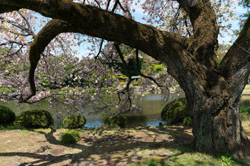 alter japanischer Kirschbaum am Ufer eines Teiches auf der Wiese Schatten werfend