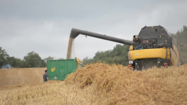 Harvester deposits the grain of wheat in the field. Close up