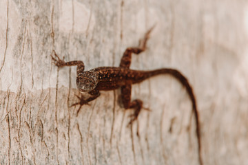 lizard head