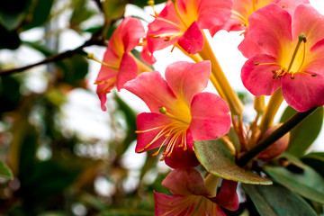 Fototapeta premium Bouquet of pink rhododendron (Rhododendron herzogii x aurigeranum)