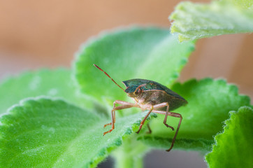 The bug the green tree shield Palomena prasina sits on the leaf