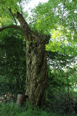 Fototapeta premium Arbre courbé baril
