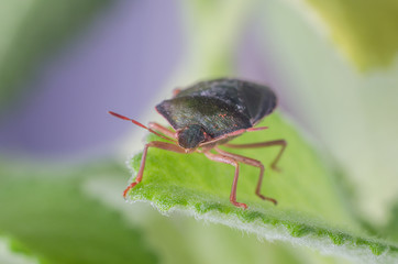 The bug the green tree shield Palomena prasina sits on the leaf