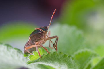 The bug the green tree shield Palomena prasina sits on the leaf