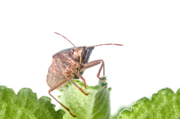 The bug the green tree shield Palomena prasina sits on the leaf