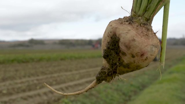 Cosechadora de remolacha