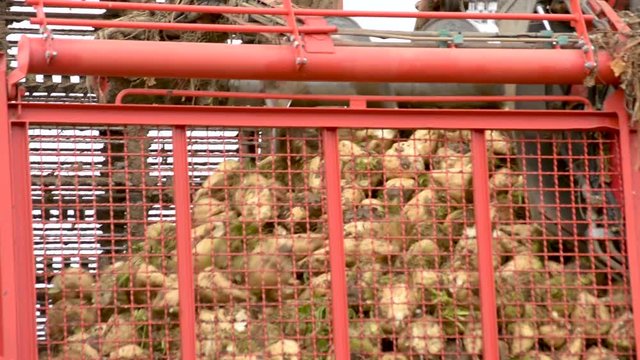 Cosechadora de remolacha