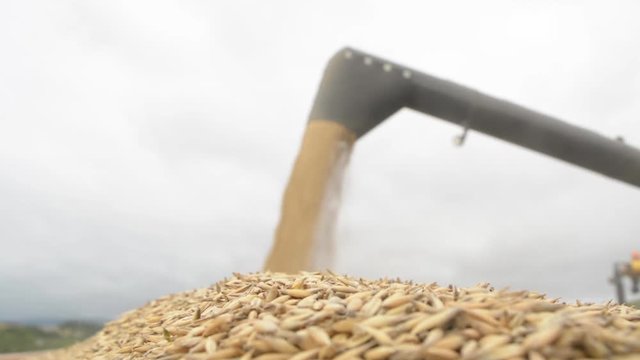 Scattering wheat combine harvester in a trailer