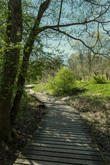 wooden footpath in the bog - vertical, mobile device ready image