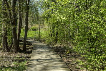 wooden footpath boardwalk in the bog swamp area