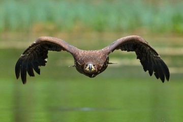White tailed eagle in flight