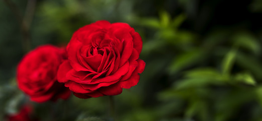 Beautiful valentine single red rose in full bloom against a lush green background in a traditional English garden