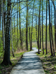 wooden footpath in the bog - vertical, mobile device ready image