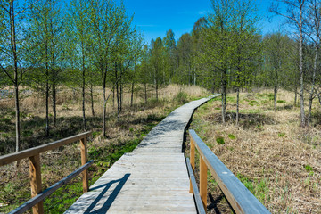 wooden footpath boardwalk in the bog swamp area