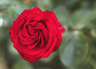 Beautiful valentine single red rose in full bloom against a lush green background in a traditional English garden