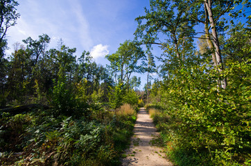 Old Bialowieza forest - Poland
