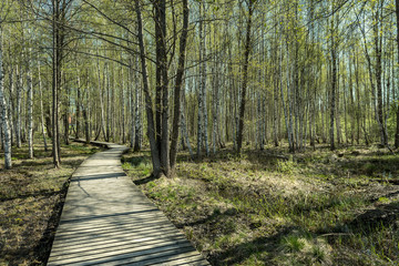 Obraz premium wooden footpath boardwalk in the bog swamp area