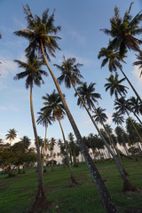 Obraz premium PALM TREE SUNSET