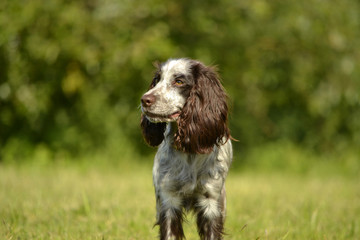 Sunstroke, health of pets in the summer. How to protect your dog from overheating.Training of dogs.  Puppies education, cynology, intensive training of young dogs. Young energetic dog on a walk. 