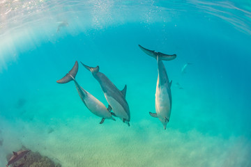 Dolphins swimming in clear blue water