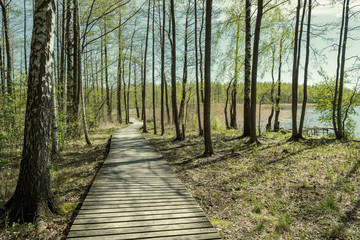 wooden footpath boardwalk in the bog swamp area