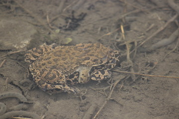 Frog in a puddle, georgia