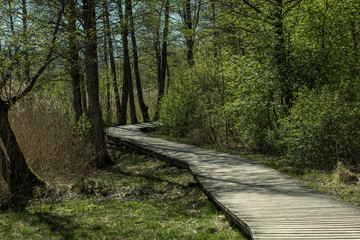 Obraz premium wooden footpath boardwalk in the bog swamp area
