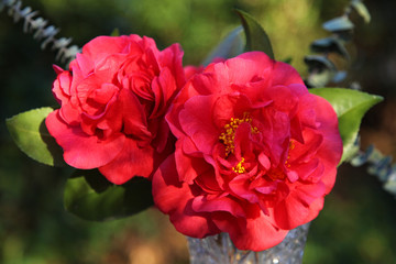 Camellia