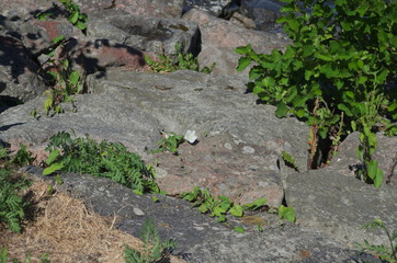 Plants on rock