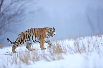 Schilderijen op glas Siberian tiger in snow © Miroslav