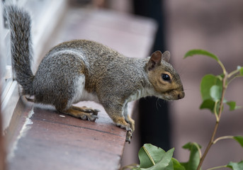 Squirrel on a Windowsill