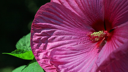 Hibiscus