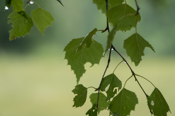 birch leaves